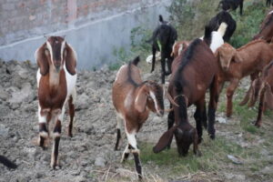 Goat farming tips